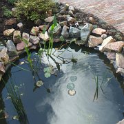 Achtertuin